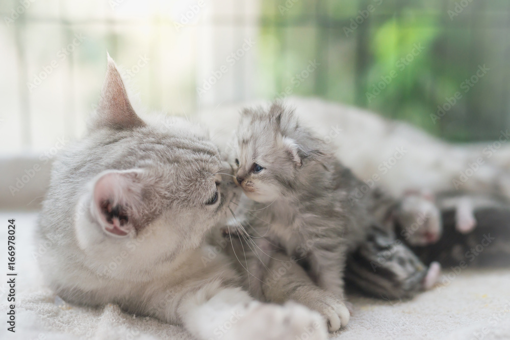 猫用爱亲吻她的小猫