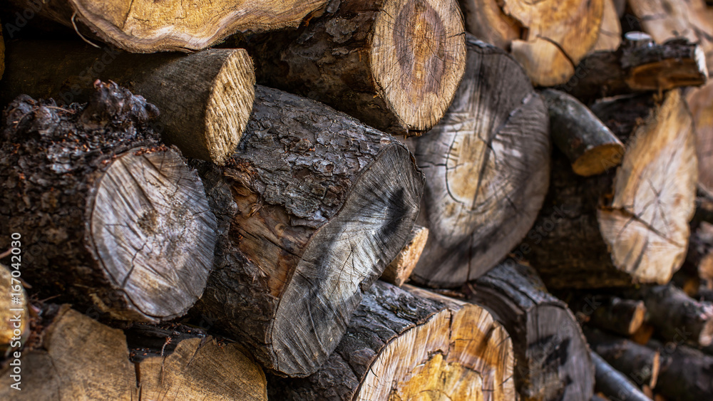 Wooden Logs. Cross section of the tree. Trunks of trees stacked close-up. Wooden background