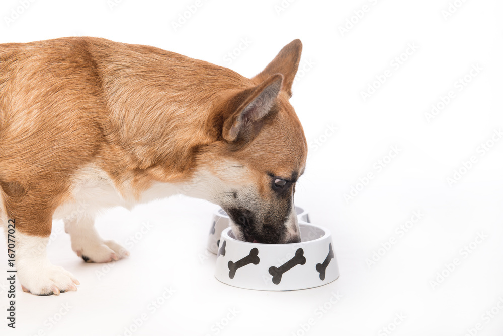 小狗吃脚。彭布罗克柯基犬吃碗里的食物