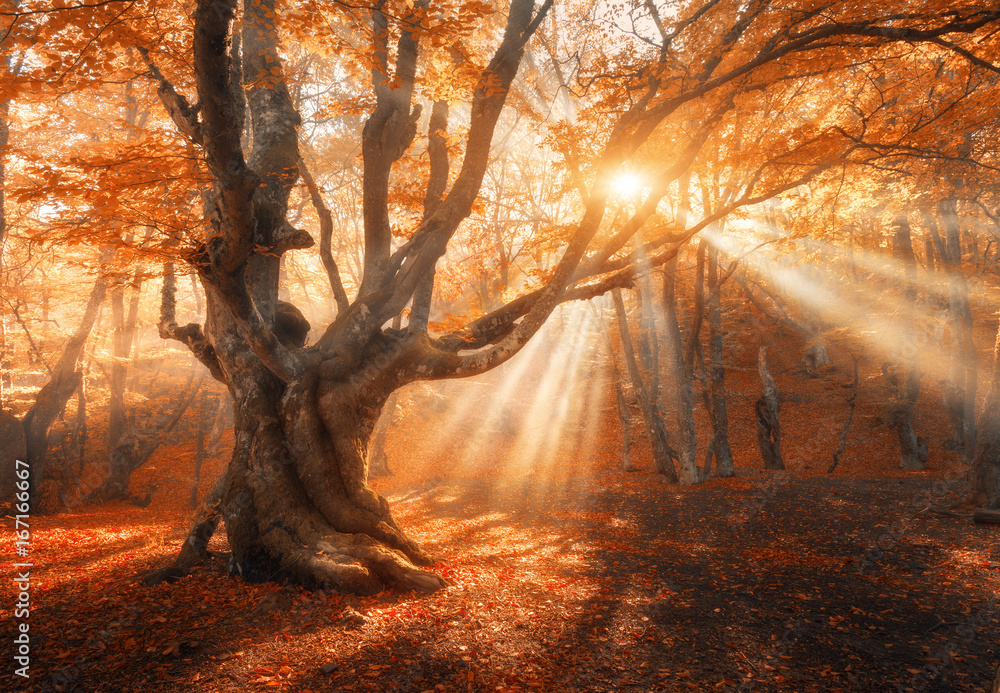 神奇的老树，清晨有阳光。雾中有神奇的森林。雾中的彩色景观