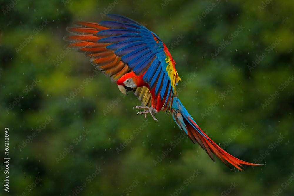 热带自然中的野生动物场景。森林中的红色鸟类。鹦鹉飞行。雨中的红色鹦鹉。金刚鹦鹉
