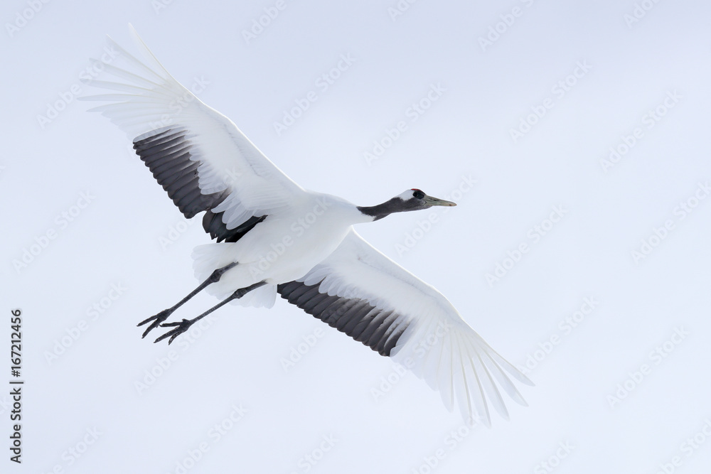  Crane in fly. Flying White bird Red-crowned crane, Grus japonensis, with open wing, with snow storm