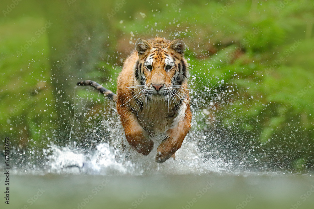 西伯利亚虎，Panthera tigris altaica，低角度照片直视，水中奔跑可怕