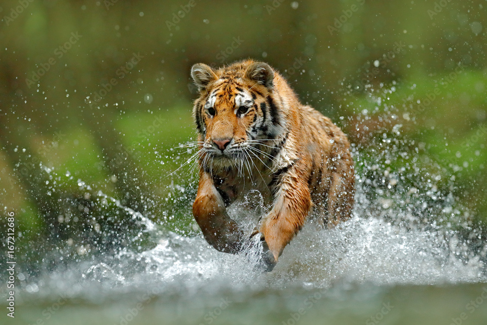 老虎在水中奔跑。危险动物，俄罗斯的tajga。森林溪流中的动物。灰色石头，