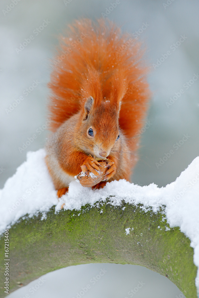 有着橙色大尾巴的松鼠。在树上觅食的场景。可爱的橙红色松鼠在获胜时吃了一个坚果