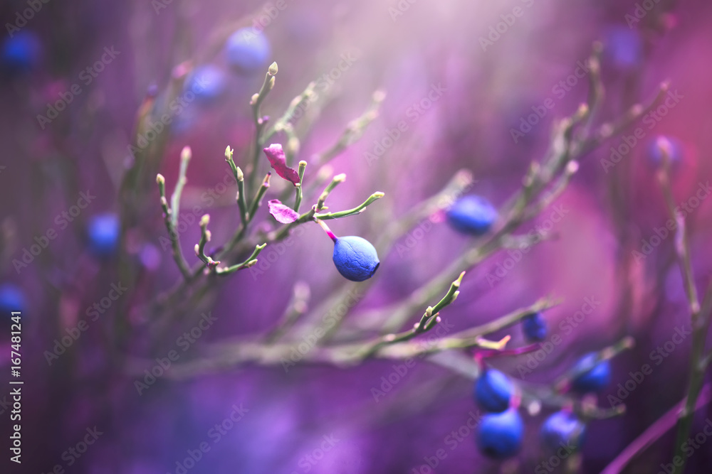 蓝莓的自然背景。多汁新鲜的野生浆果生长在森林中