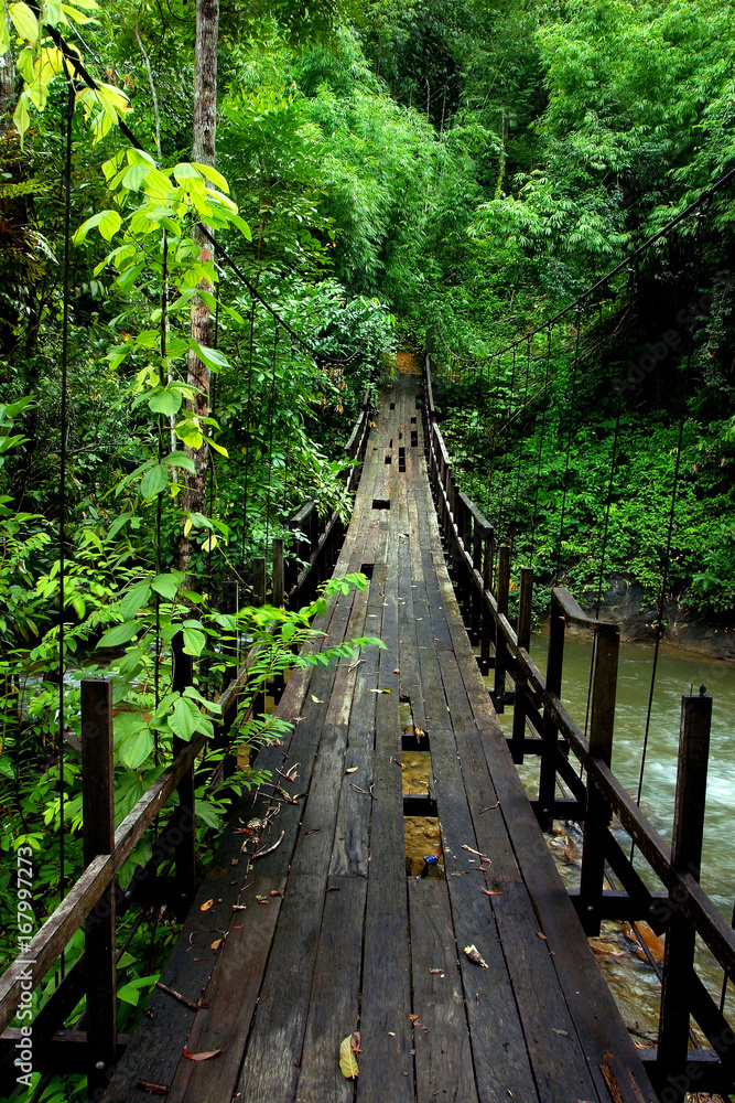 雨林中的桥梁