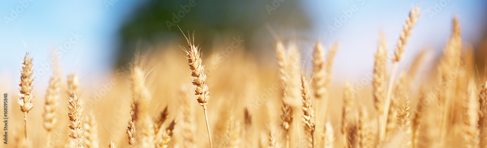 wheat crops on the field at cloudy day