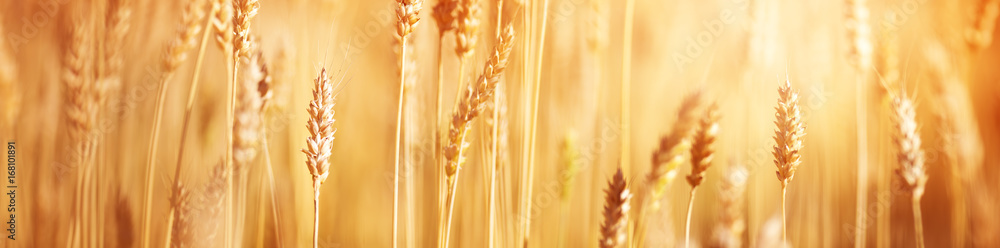 阴天麦田里的小麦作物
