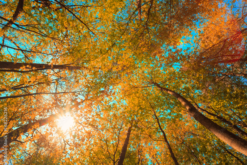 秋日阳光透过高大枫树的树冠。树枝上部有黄橙色的柱子