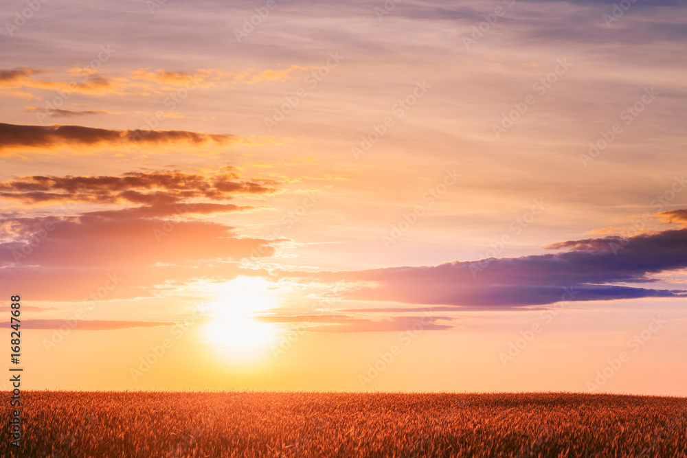 日落中夏日戏剧般的天空下成熟的麦田景观