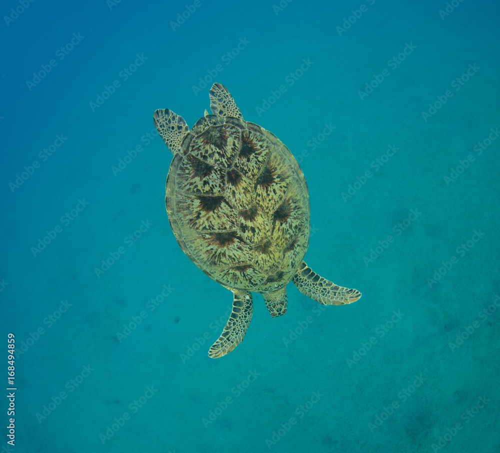 游入深水的霍克斯比龟。