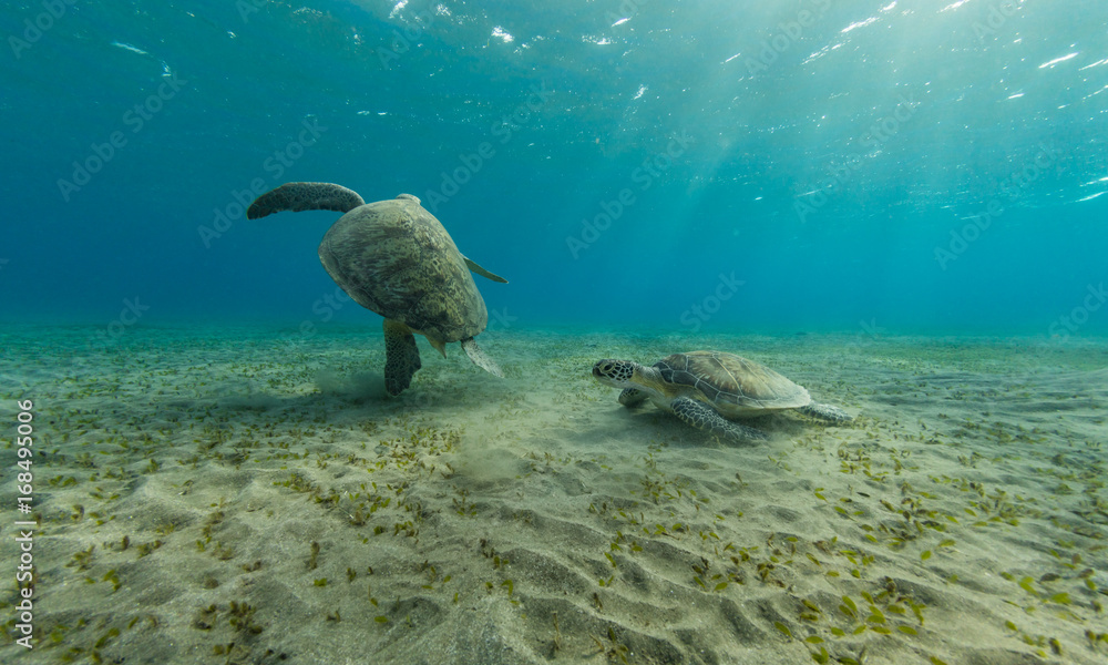 在沙质海底一起玩耍的霍克斯比海龟