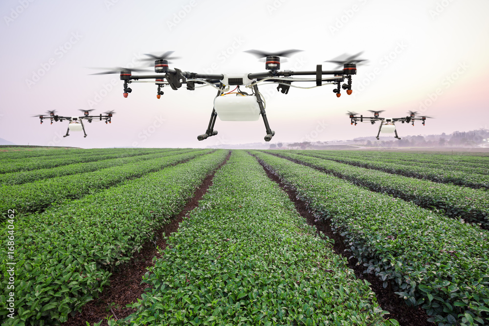 日出时，农业无人机在绿茶地上飞行