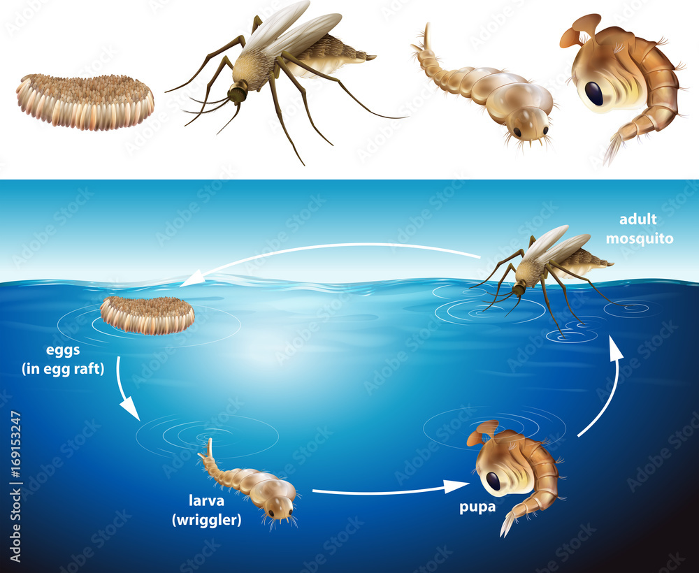 Life cycle of mosquito in the pond