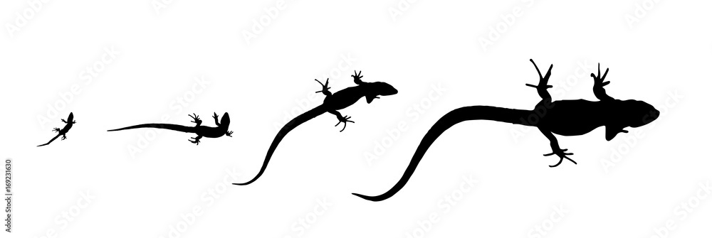 剪影蜥蜴-从出生到成年的生长。独立矢量插图。