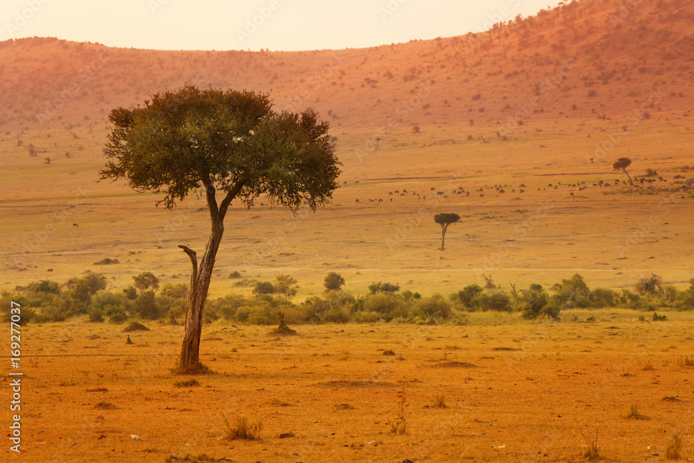日落时非洲大草原美景