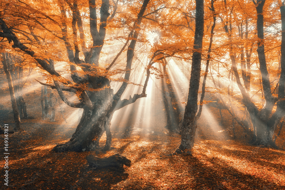 神奇的秋日森林，傍晚阳光明媚。雾中树木。雾前五彩景观