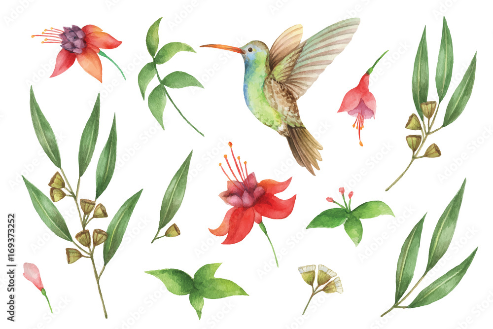 Watercolor vector hand painted set with eucalyptus leaves and Hummingbird.