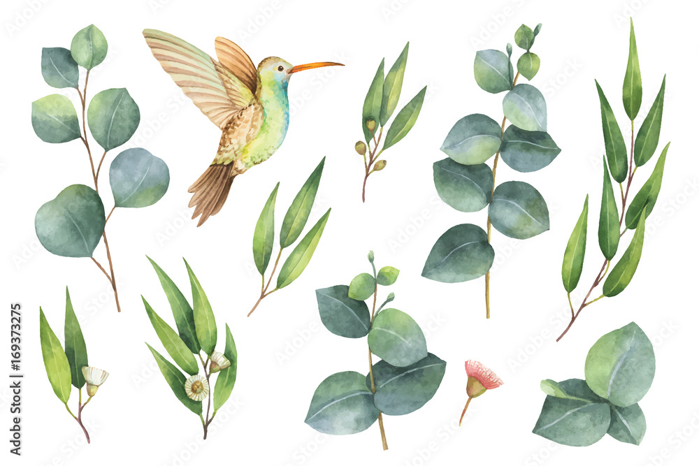 用桉树叶子和蜂鸟手绘的水彩矢量套装。
