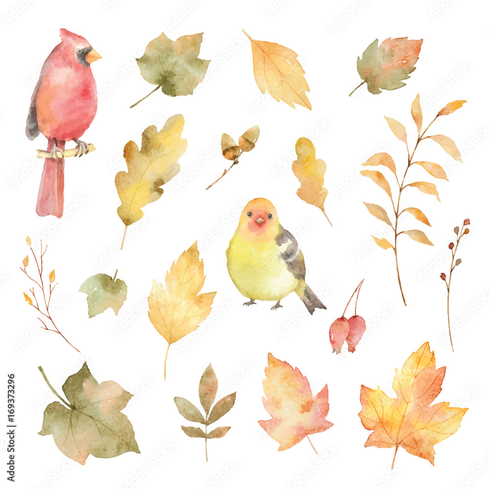 水彩矢量秋季叶片和白色背景上隔离的鸟类。