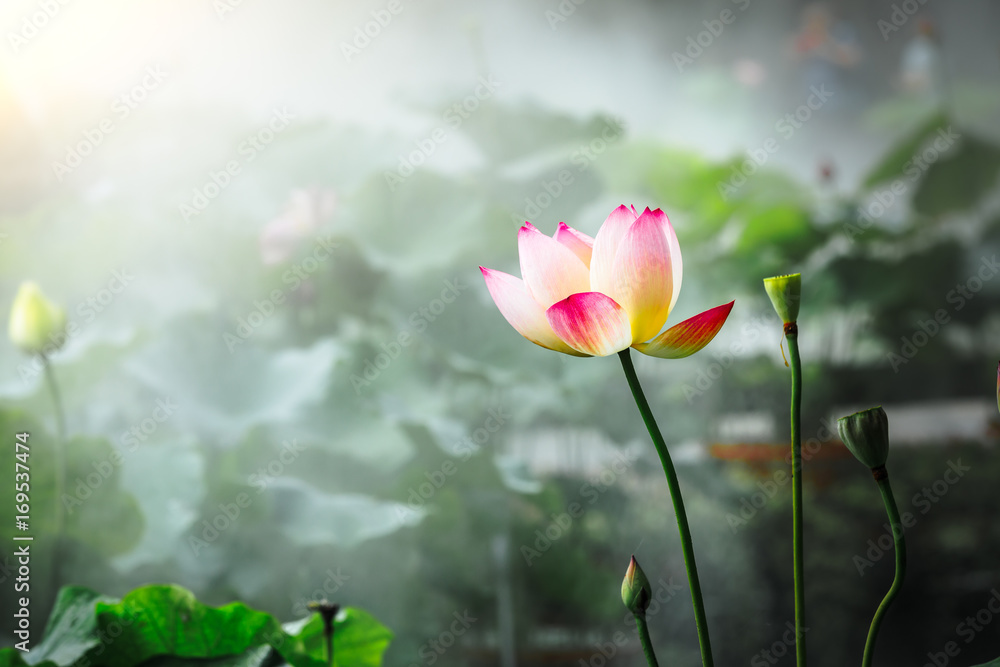 Blooming lotus flower and mist natural landscape