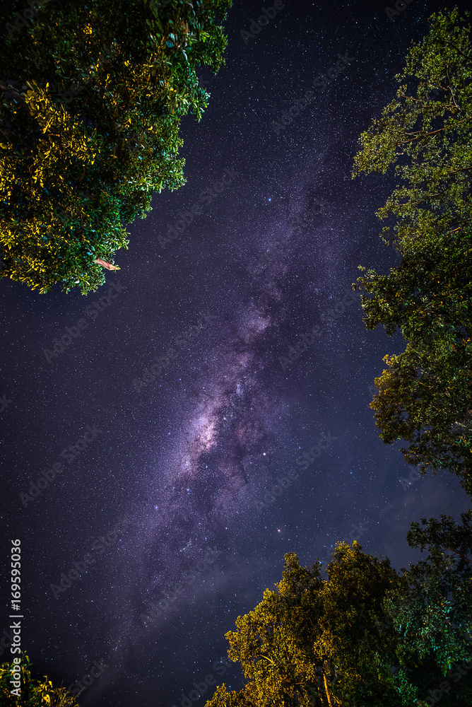 银河系的风景。星星和侧影树的夜空。长曝光照片