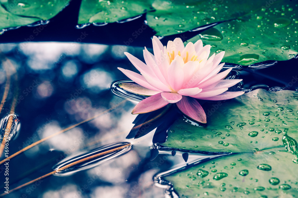 waterlily blooming in the pond,beautiful natural plant