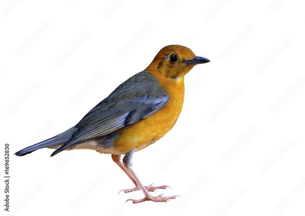 橙头画眉（Geokichla citrina）美丽的黄色到橙色和灰色翅膀的鸟完全直立