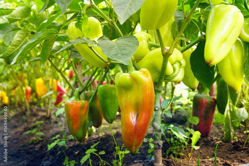 在温室里种植甜辣椒。新鲜多汁的红、绿、黄辣椒在麸皮上