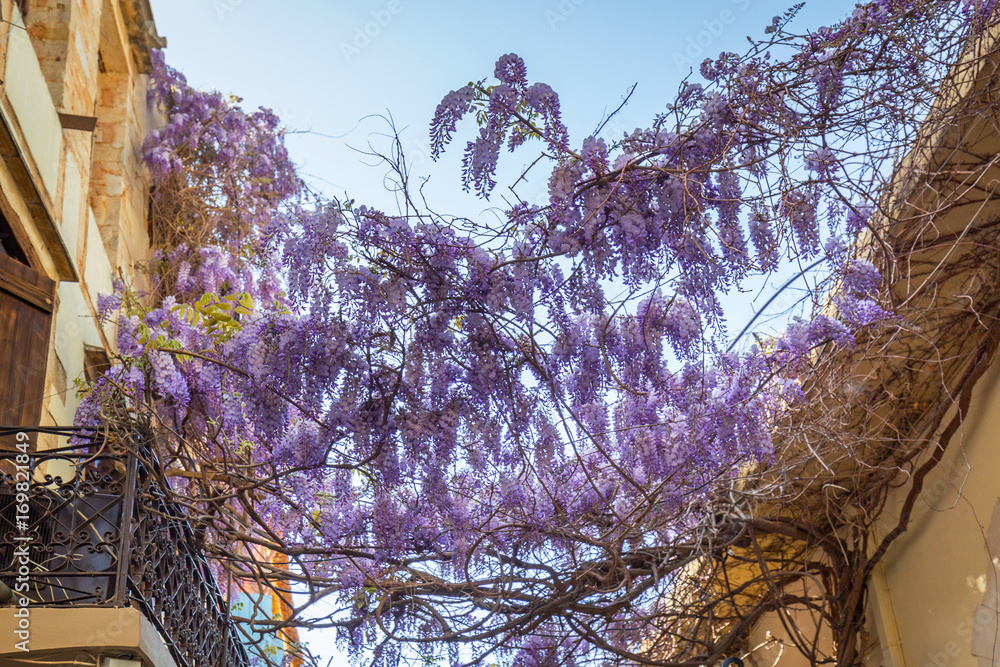 希腊查尼亚街头的紫丁香