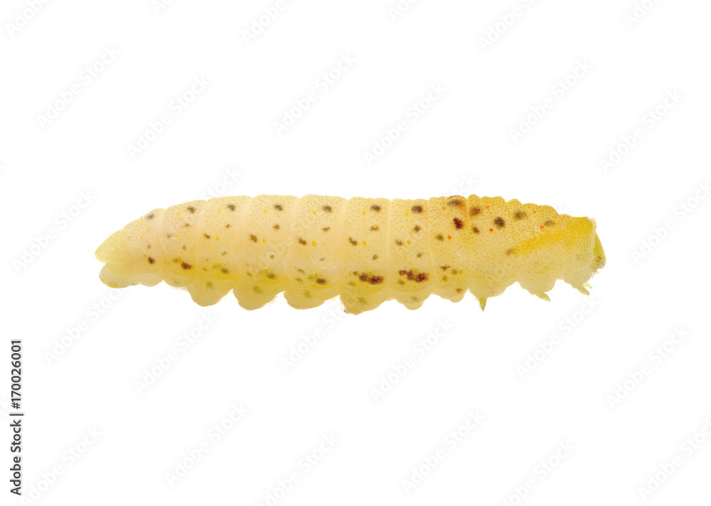  Сaterpillar on a white