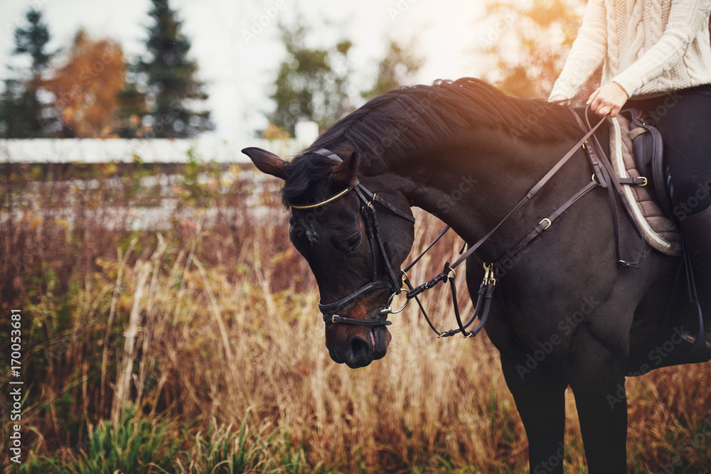 栗色的马和骑手站在秋天的牧场上