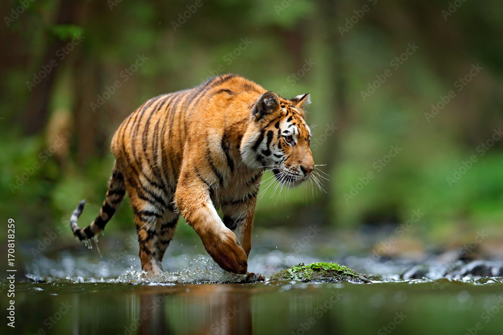 老虎野生动物场景，野猫，自然栖息地。东北虎在河水中行走。危险动物，ta