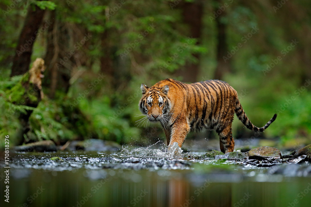 东北虎在河水中行走。危险动物，俄罗斯塔吉加。绿色森林溪流中的动物。灰色
