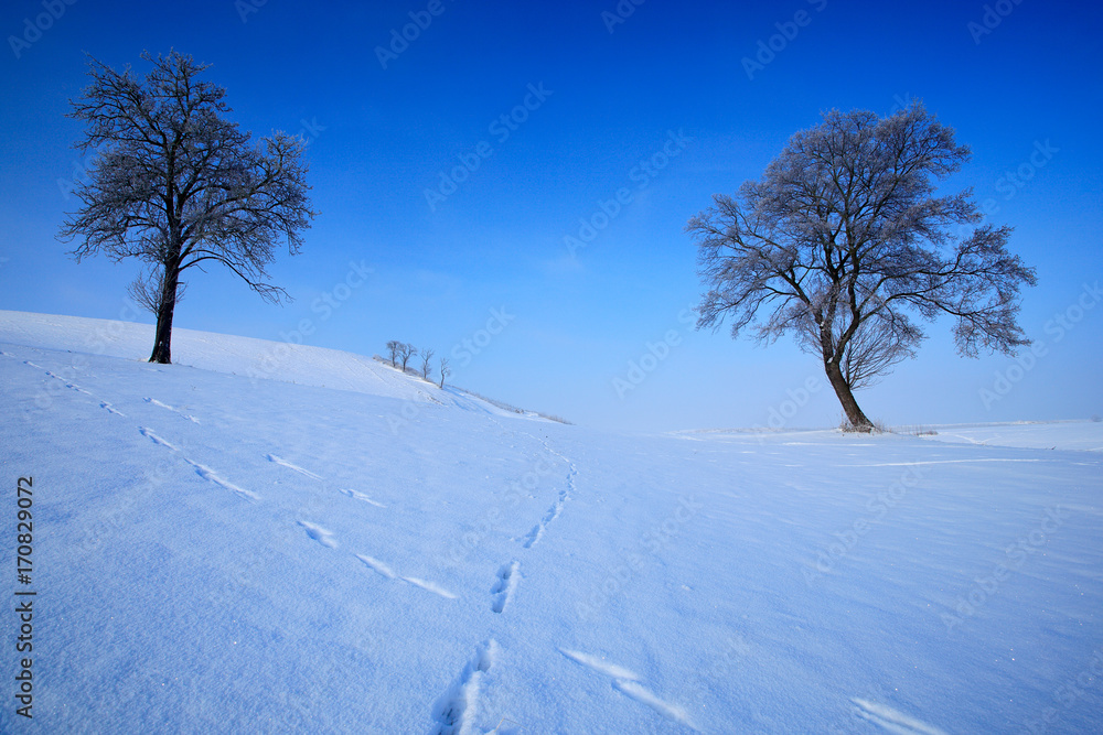 冬季景观。两棵孤独的树在冬季蓝天的雪景中。雪上的孤独的树
