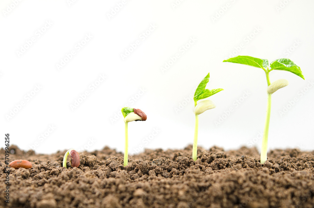 白色背景下的农业植物播种生长步骤概念