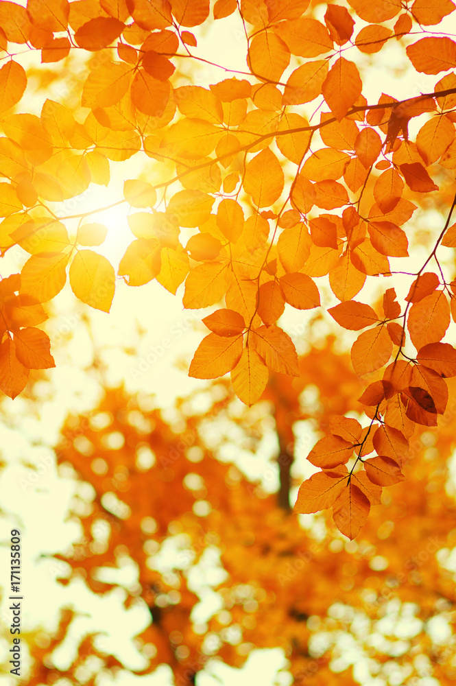 秋叶向阳