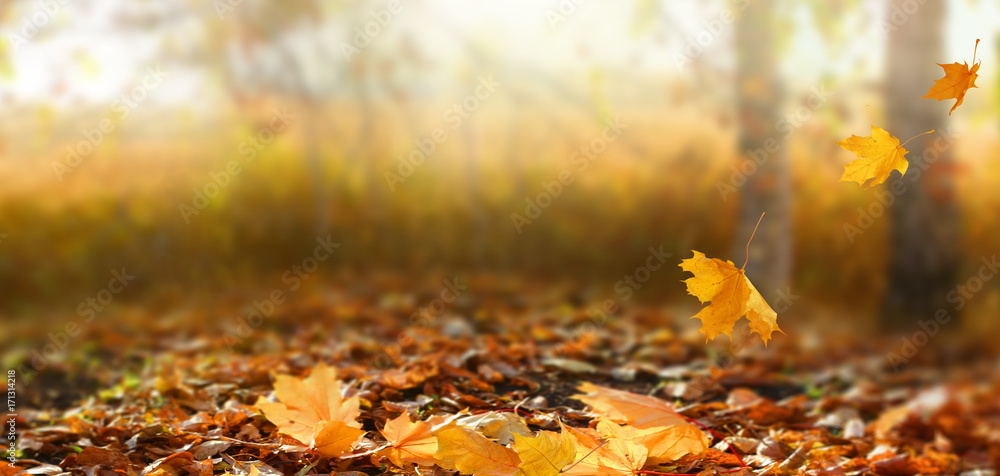 美丽的秋季景观，有黄色的树木和阳光。公园里五颜六色的树叶。落叶n
