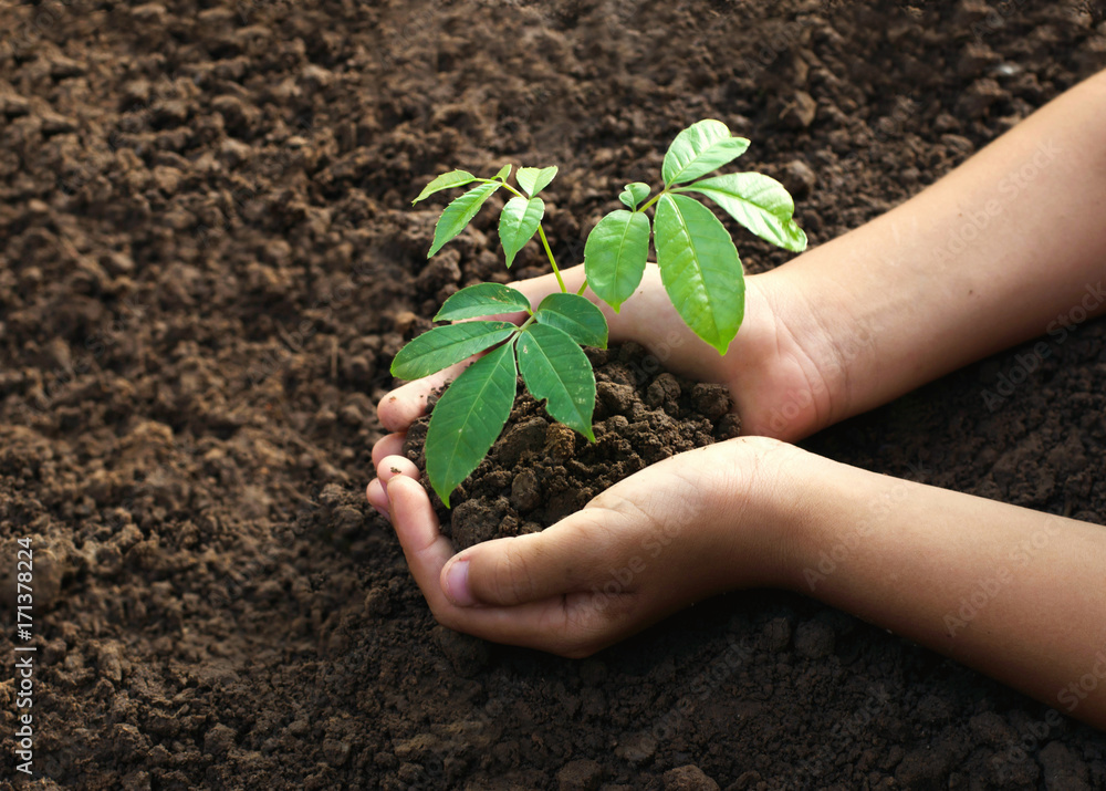 在土壤概念绿色世界中种植的手扶幼株