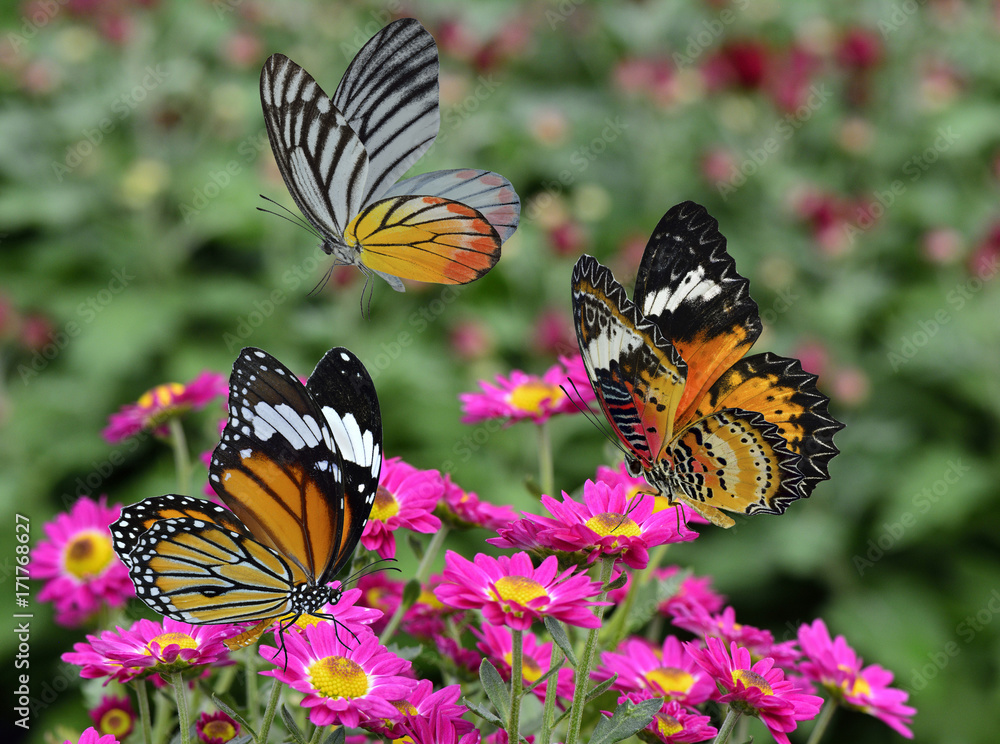 美丽的飞行蝴蝶，豹纹斑蝶和普通老虎，在圆周率的花束上
