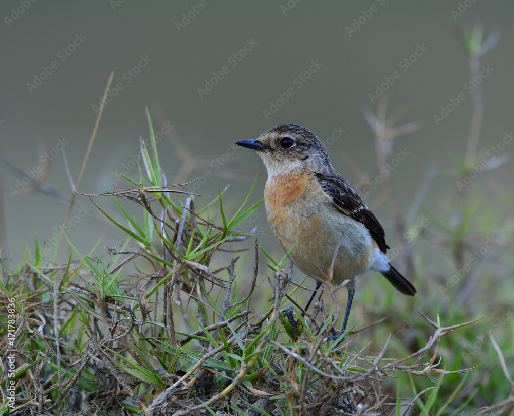 Stejnegers Stonechat（Saxicola stejnegeri）的雌性，栖息在草地上的可爱的棕色鸟类，e