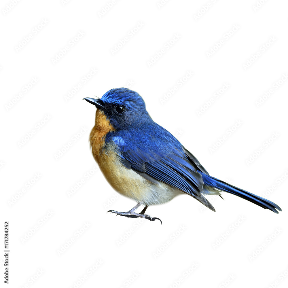 山蓝色的捕蝇鸟（天鹅）美丽的蓝色小鸟，完全孤立地站在白色的ba上