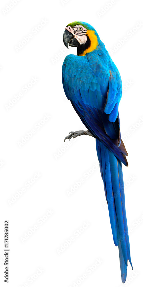 壮丽的蓝色和金色金刚鹦鹉，美丽的蓝色和黄金鸟被隔离在白色的背景上