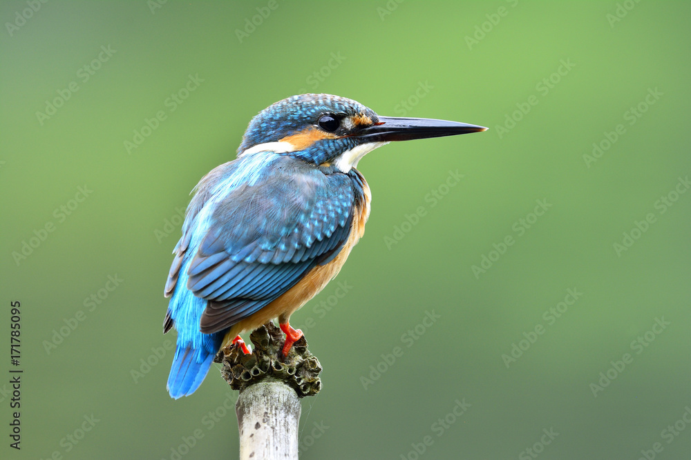 普通翠鸟（Alcedo atthis）的雄性，一只可爱美丽的蓝色鸟，露出背部羽毛p