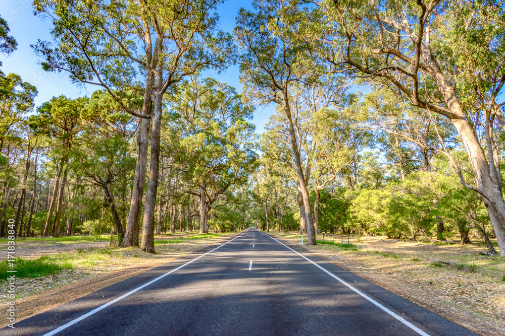 穿过西澳大利亚州西南部Busselton镇附近森林/灌木丛的道路。