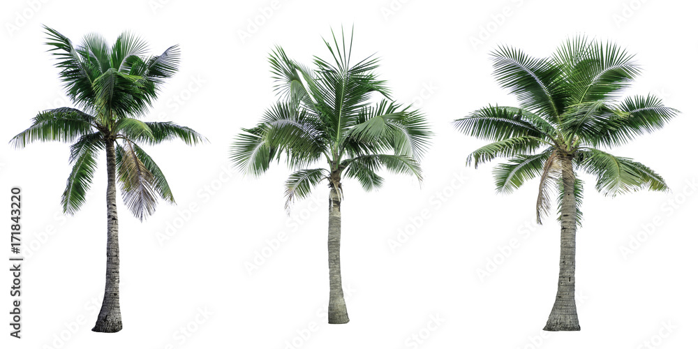 一套白色背景隔离的椰子树，用于广告装饰建筑。总结