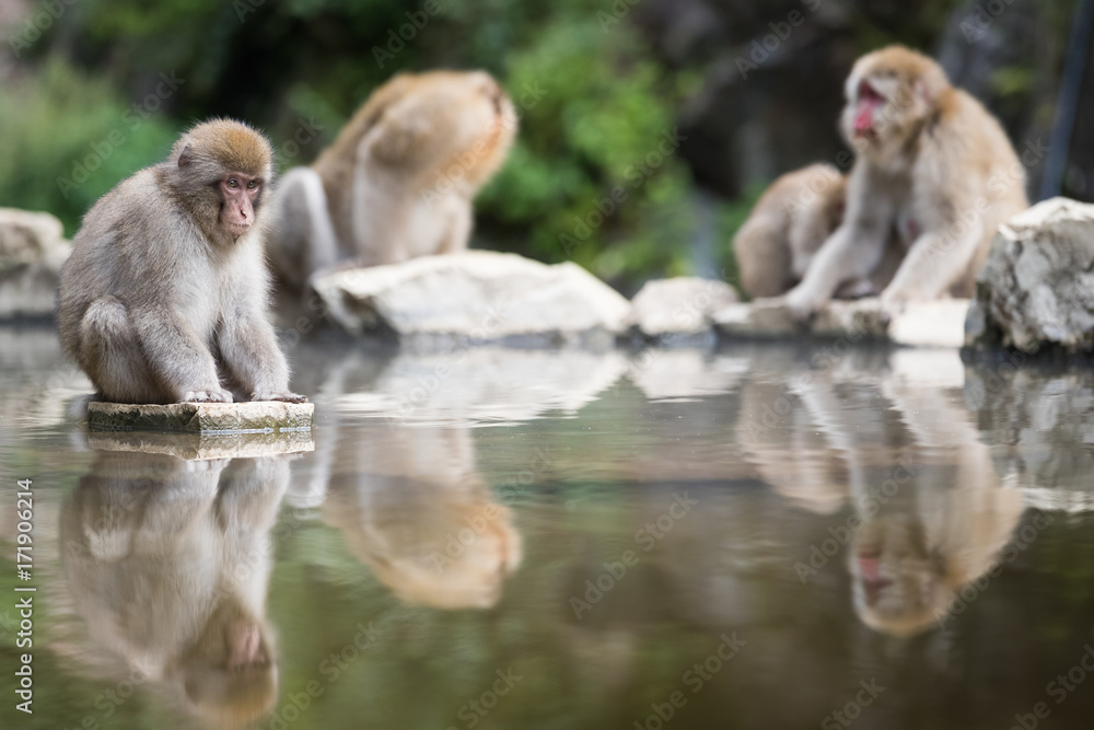 igokudani猴子公园，猴子在日本长野的天然温泉中沐浴
