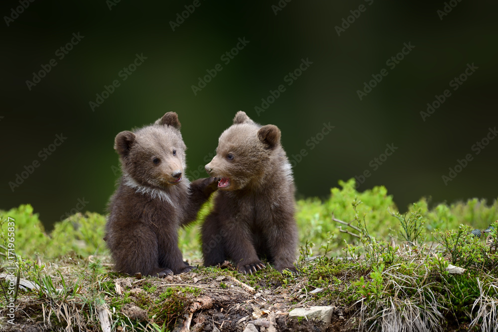 两只幼棕熊在包皮里