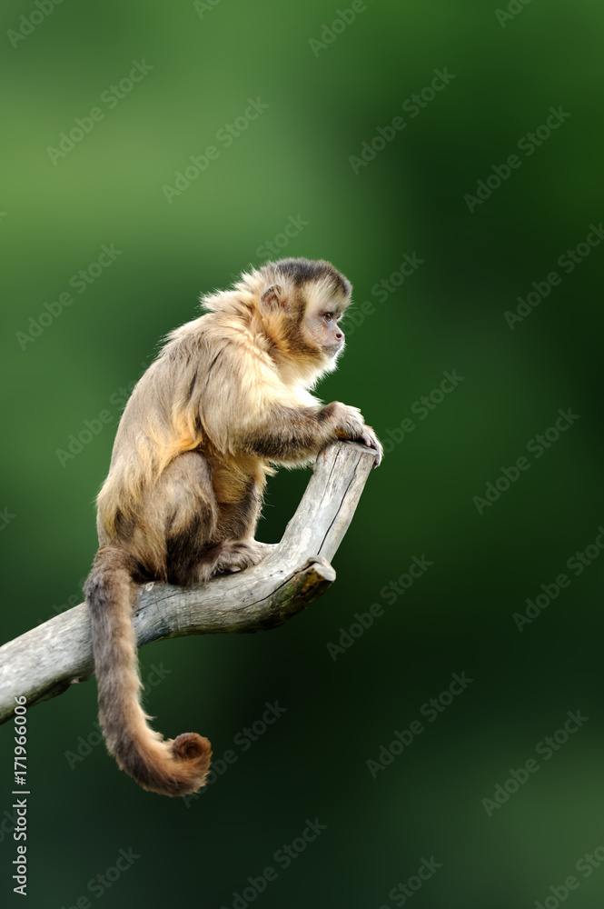 Capuchin, monkey sitting on the tree branch in the dark tropic forest